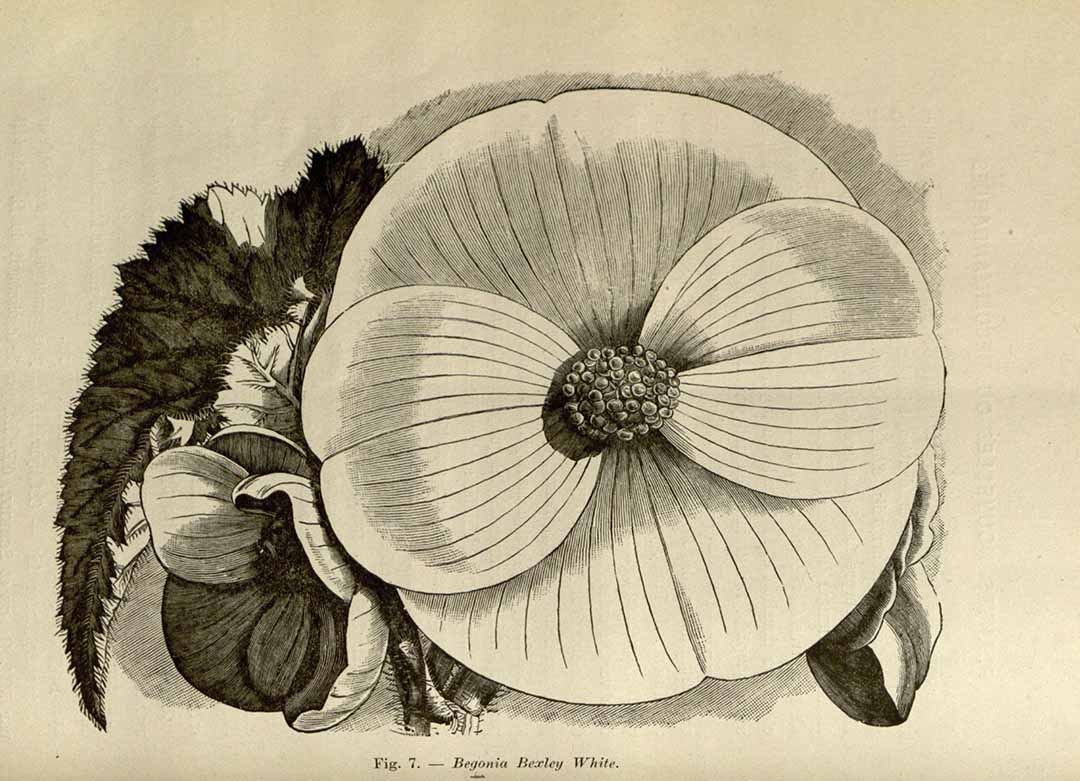 B. ‘Bexley White’